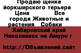 Продаю щенка йоркширского терьера  › Цена ­ 20 000 - Все города Животные и растения » Собаки   . Хабаровский край,Николаевск-на-Амуре г.